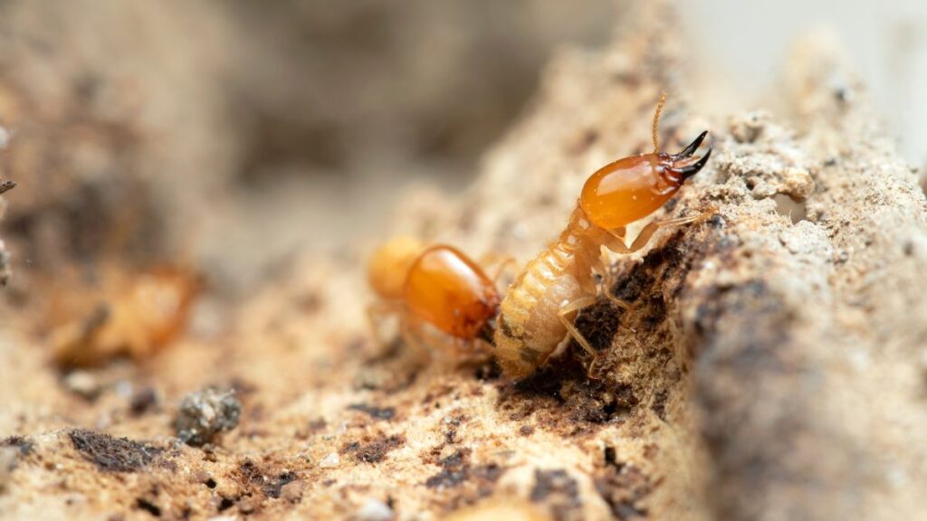 termite