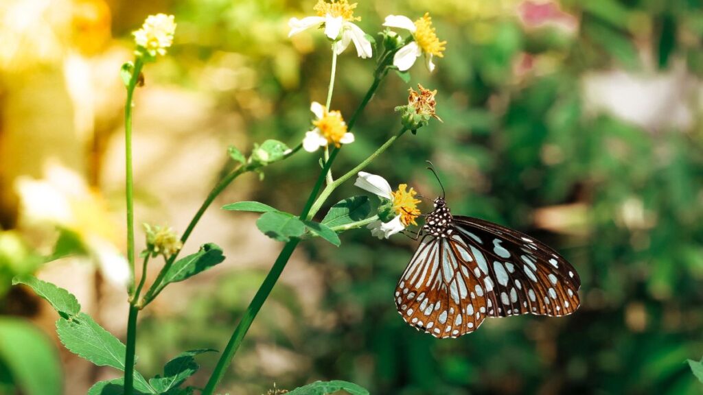 garden butterfly