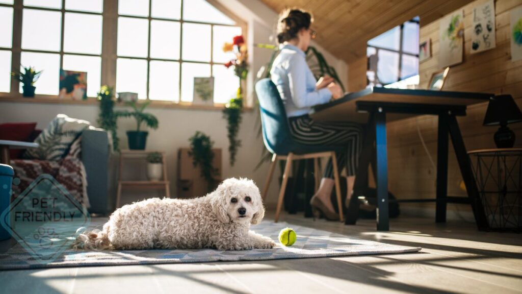 The Benefits of Offering Pet-Friendly Rental Properties